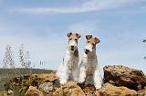 FOX TERRIER 200